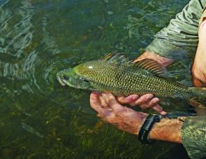 Clean, flowing water ensures bass in the Upper Macleay are full of fight and in top condition.